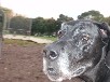Highslide JS